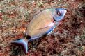 Sarago maggiore (Diplodus sargus sargus)