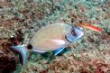 Sarago maggiore (Diplodus sargus sargus)