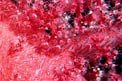 Alcionario (Dendronephthya sp.)