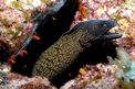 Murena (Muraena helena)