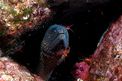 Murena (Muraena helena)