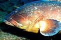 Cernia bruna (Epinephelus marginatus)