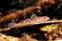 Ghiozzo boccarossa (Gobius cruentatus)