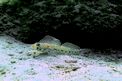 Ghiozzo geniporo (Gobius geniporus)