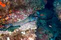Murena (Muraena helena)