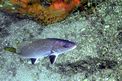 Corvina (Sciaena umbra)