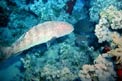 Cernia dei coralli del Mar rosso (Plectropomus pessuliferus marisrubri)
