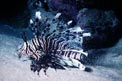 Pesce cobra (Pterois miles)