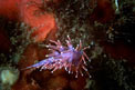 Flabellina rossa (Flabellina ischitana)