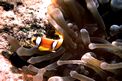 Pesce pagliaccio (Amphiprion bicinctus)