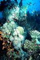 Corallo nero (Antipathes sp.)