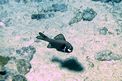 Pesce torcia (Photoblepharon steinitzi)