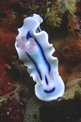 Chromodoris (Chromodoris lochi)