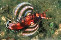 Pesce cobra bi-ocellato (Dendrochirus biocellatus)
