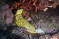 Doride dipinto (Hypselodoris picta)