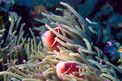 Pesce pagliaccio rosa (Amphiprion perideraion)