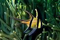 Pesce cardinale di Banka (Pterapogon kauderni)