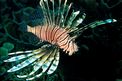 Pesce cobra (Pterois volitans)