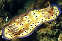 Chromodoris kuniei (Chromodoris kuniei)