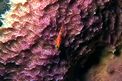 Trepinne striato (Helcogramma striata)