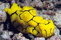 Notodoris (Notodoris minor)