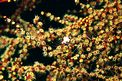 Plumularia (Plumularia habebi)