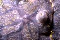 Spugna incrostante blu (Phorbas tenacior)
