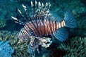 Pesce cobra (Pterois miles)