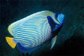 Pesce angelo imperatore (Pomacanthus imperator)