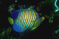 Pesce angelo (Pygoplites diacanthus)
