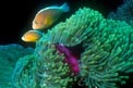 Pesce pagliaccio arancione (Amphiprion sandaracinos)