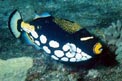 Pesce balestra clown (Balistoides conspicillum)