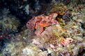 Scorfano rosso (Scorpaena scrofa)