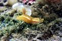 Doride dipinto (Hypselodoris picta)