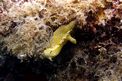 Doride dipinto (Hypselodoris picta)