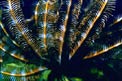 Crinoide (Oxycomanthus bennetti)