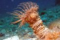 Cerianto (Cerianthus solitarius)