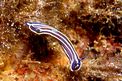 Doride di Fontandrau (Hypselodoris fontandraui)