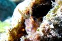 Bavosa cornuta (Parablennius tentacularis)