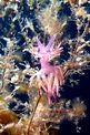 Flabellina rosa (Flabellina affinis)