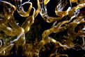Anemone bruno (Aiptasia mutabilis)