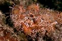 Scorfano rosso (Scorpaena scrofa)