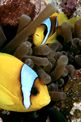 Pesce pagliaccio (Amphiprion bicintus)