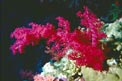 Alcionario rosa (Dendronephthya hemprichi)