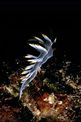 Flabellina bianca (Flabellina babai)