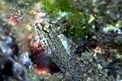 Ghiozzo rasposo (Gobius bucchichi)