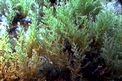 Cistoseira (Cystoseira tamariscifolia)