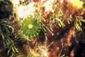 Ombrellino di mare (Polyphysa parvula)