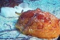 Lumacone tartaruga (Pleurobranchus testudinarius)