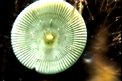 Ombrellino di mare (Acetabularia acetabulum)